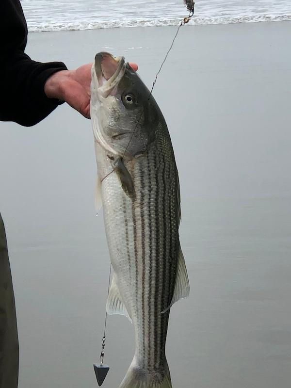 Striped bass