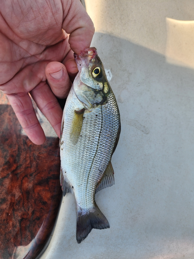 white perch