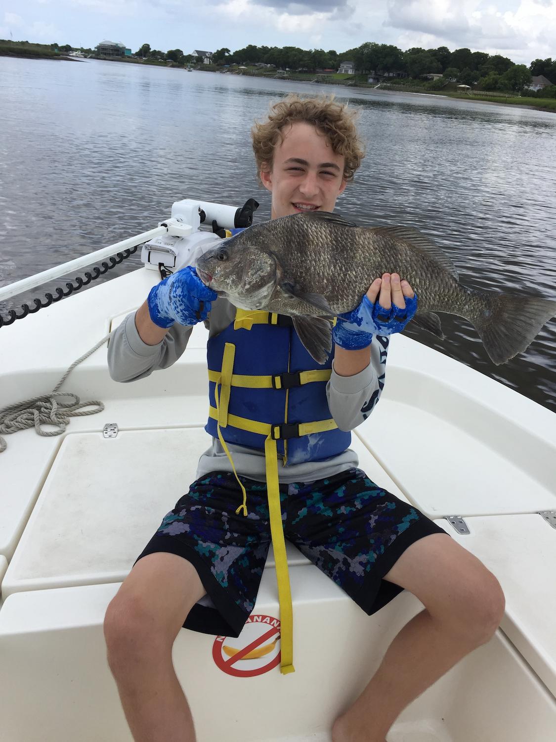 Black drum on live shrimp