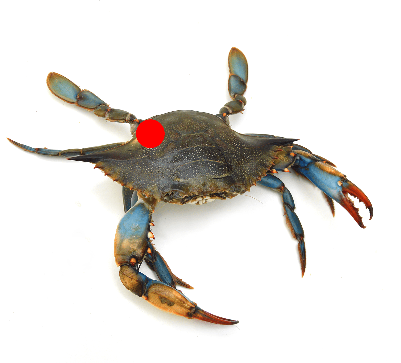 Blue Crab hook placement