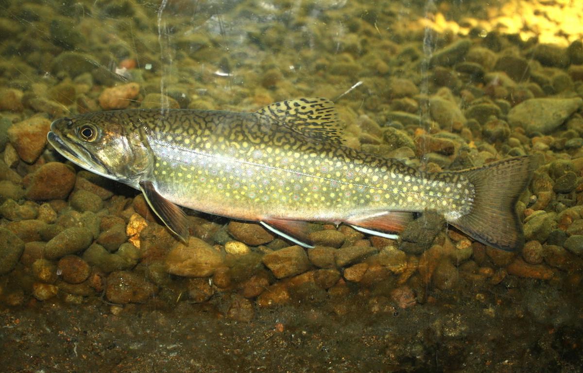 Brook trout