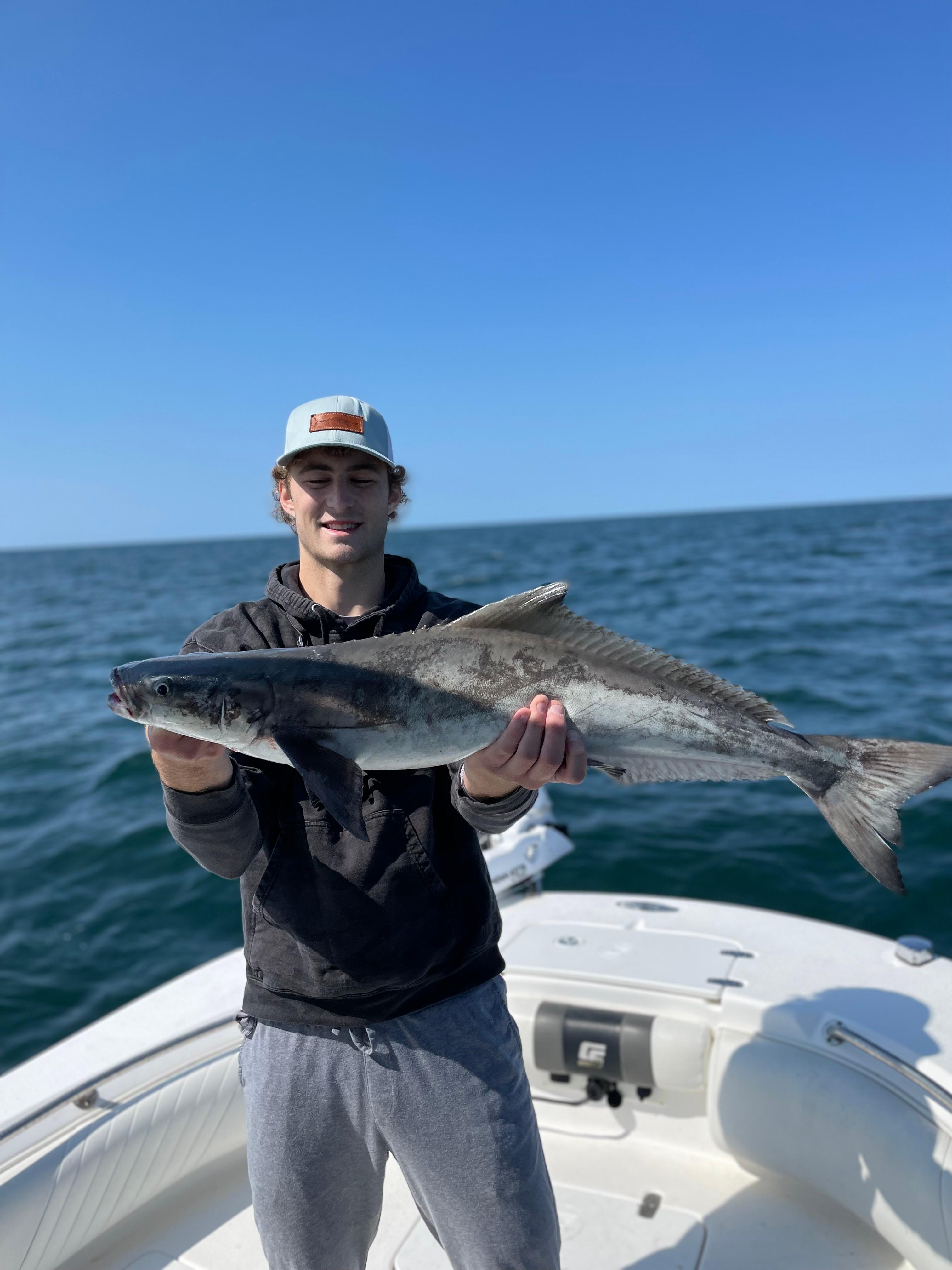 cobia on live pogy