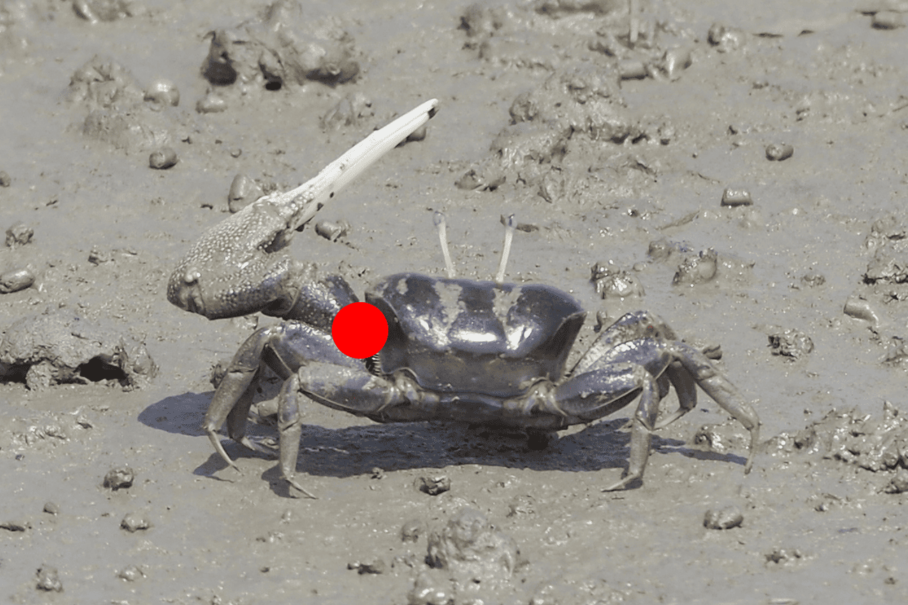 fiddler crab with red dot hook placement