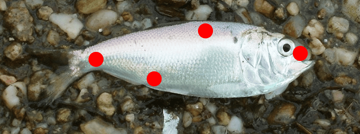 pogies or menhaden with red dot hook placements