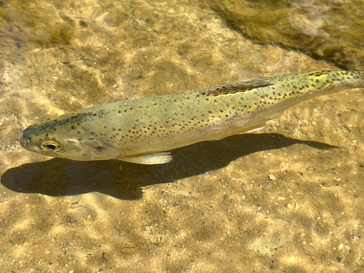 Rainbow trout