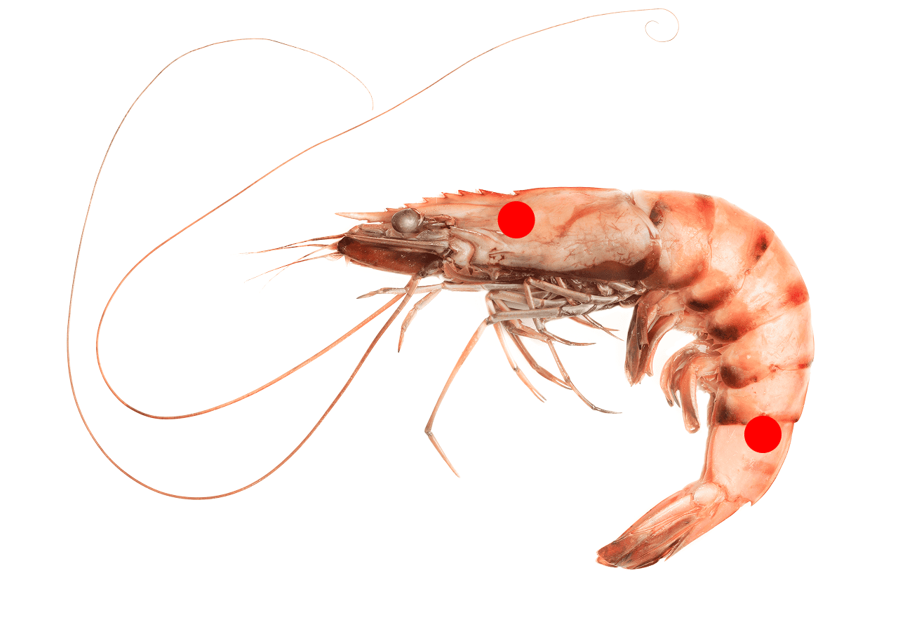 shrimp with red dot hook placement