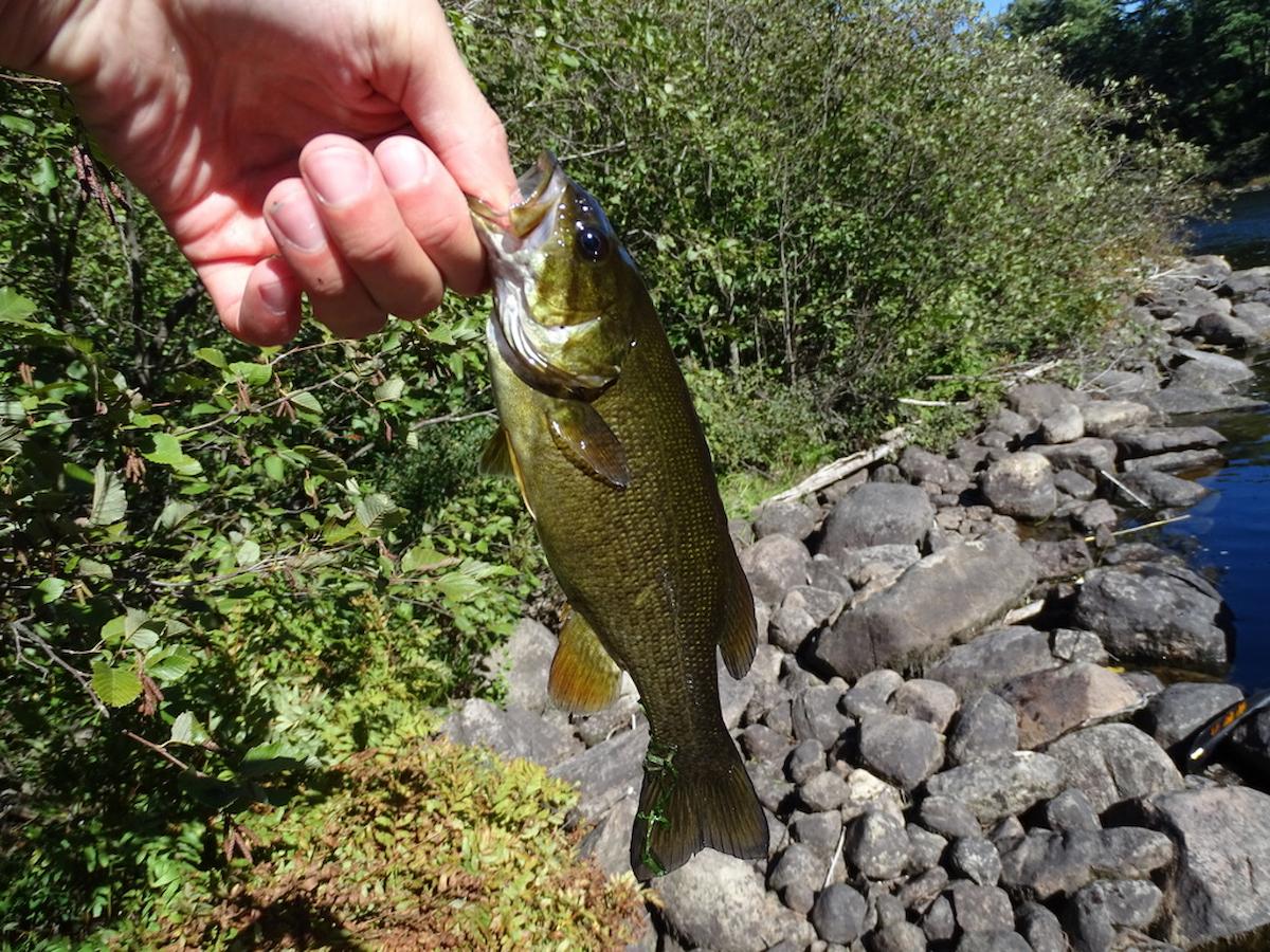 smallmouth bass