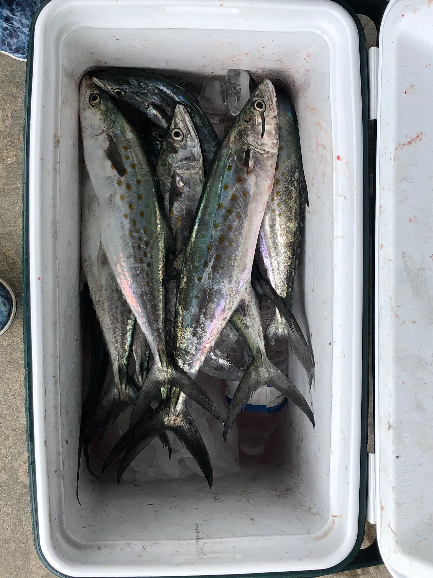 spanish mackerel