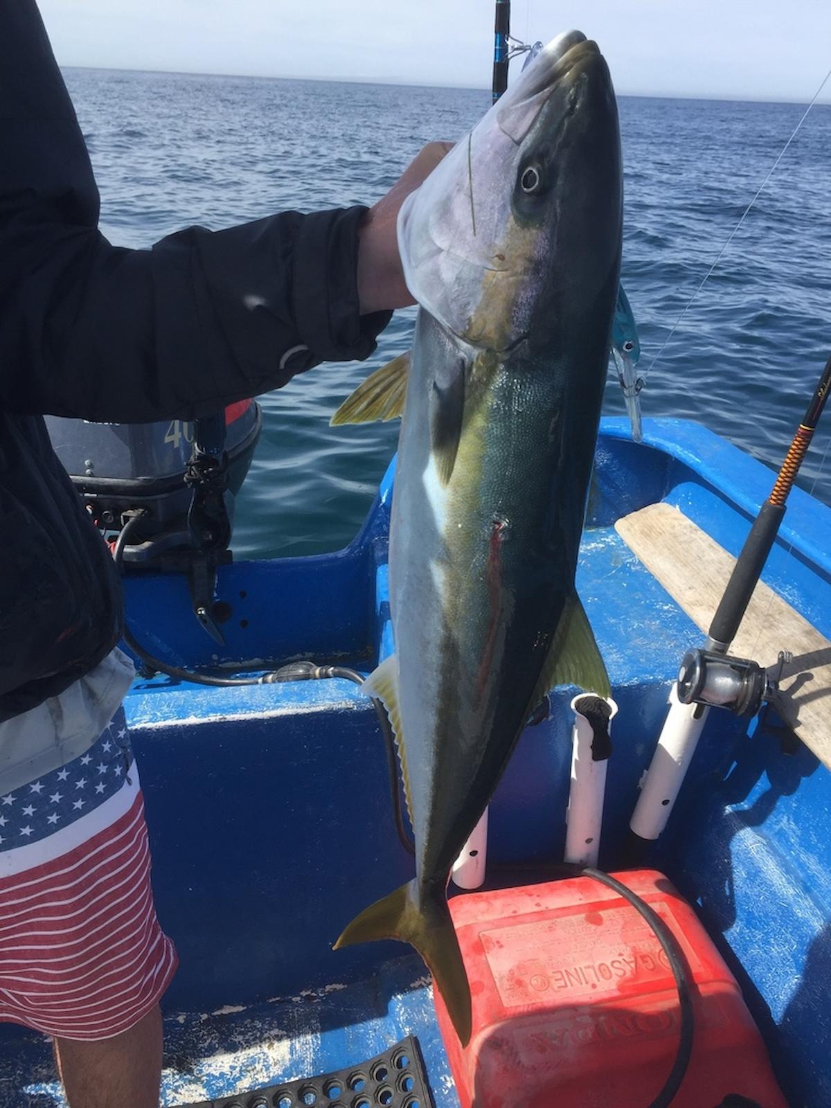 yellowtail kingfish