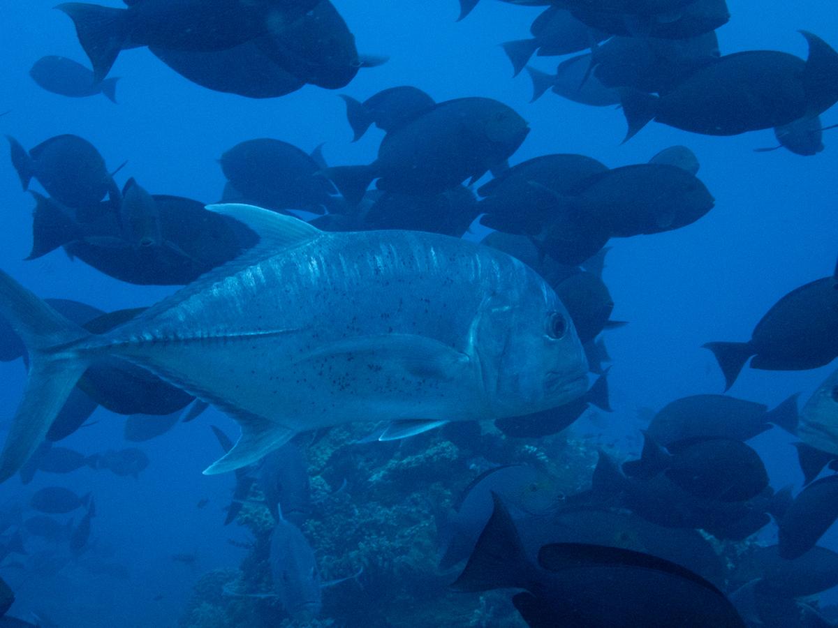Giant Trevally