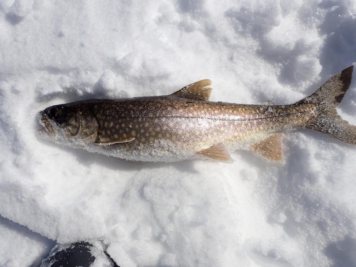 Lake Trout