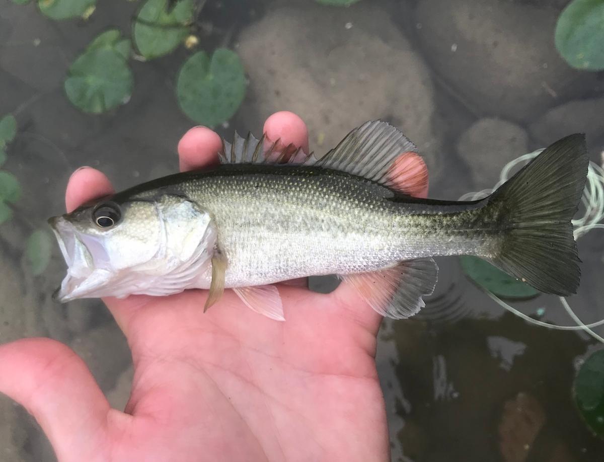 Largemouth Bass