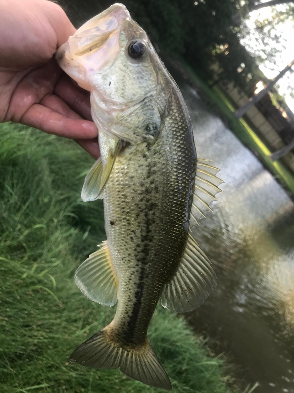 largemouth-bass