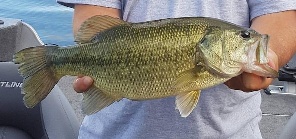 Largemouth Bass Season: A Comprehensive Guide