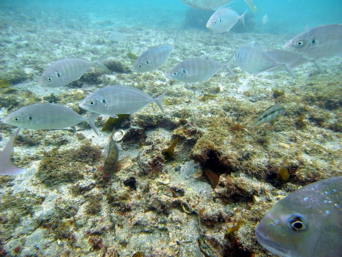 Silver Trevally