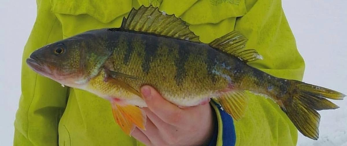 Yellow Perch