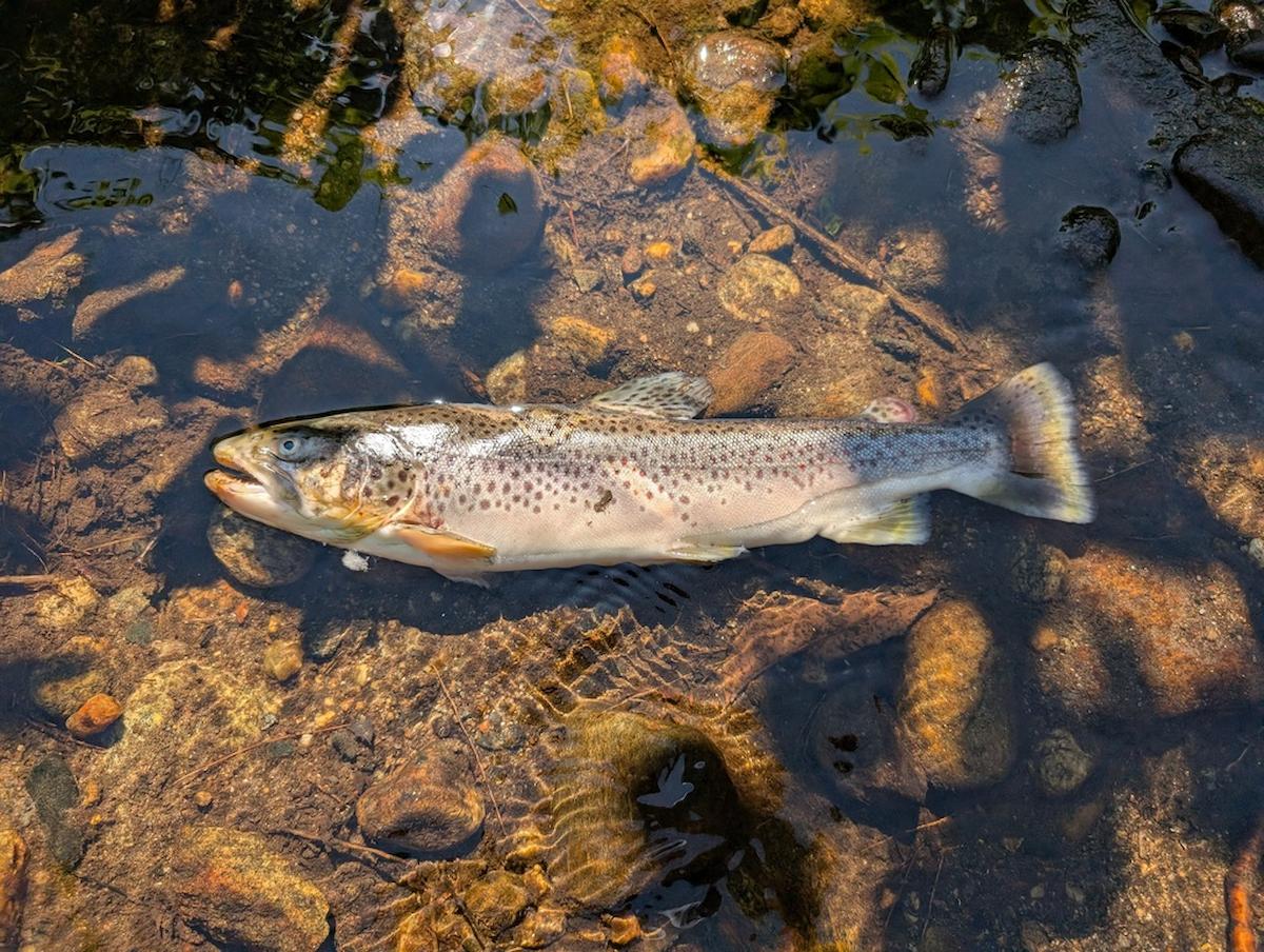 Brown Trout fish