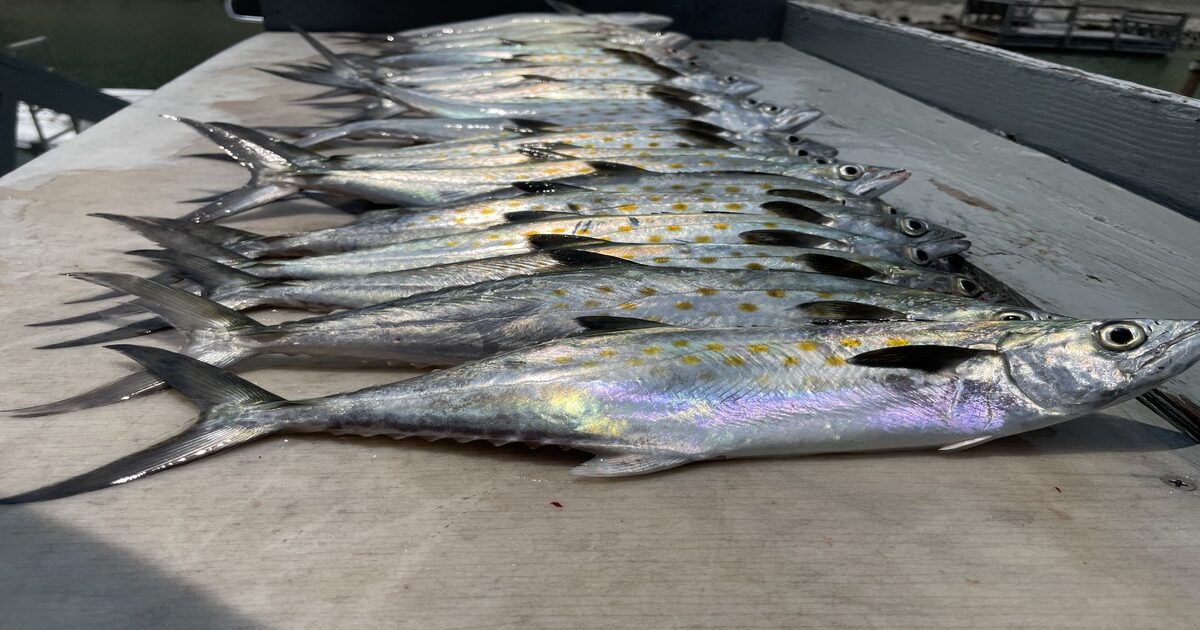 The Best Spanish Mackerel Lures: Expert Top and Pro Tips